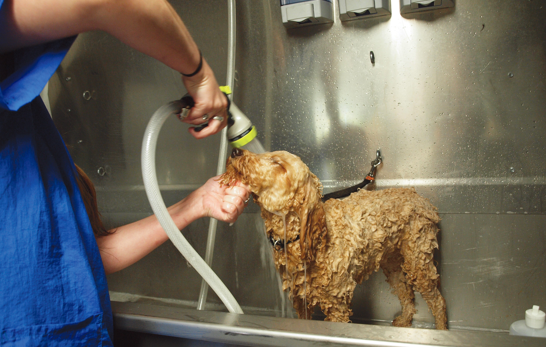 Keep Your Pet Healthy withPet Groomingin Pinecrest