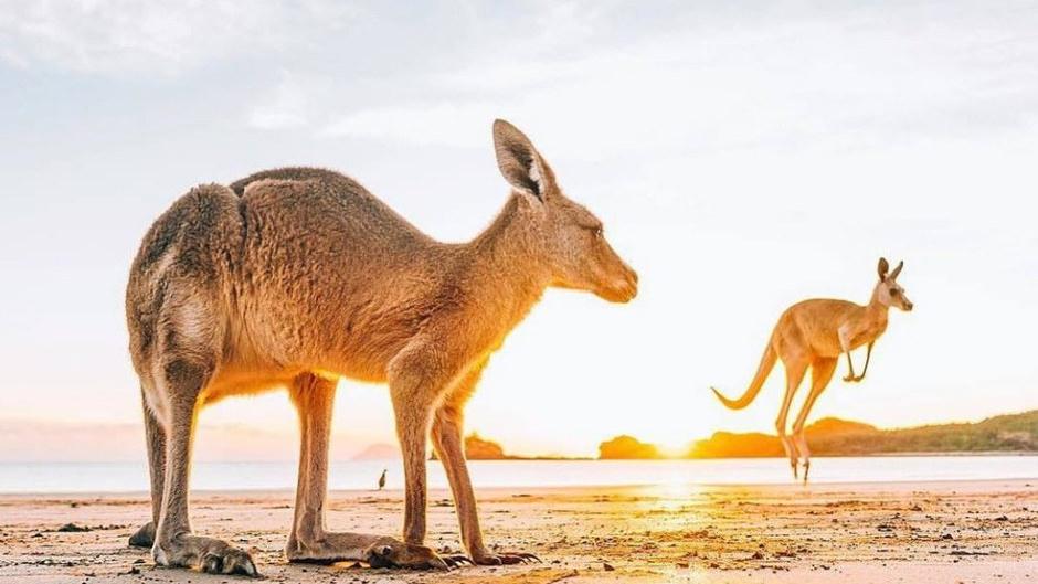 Proceed with the kangaroo tours to have the best experience as the guests.
