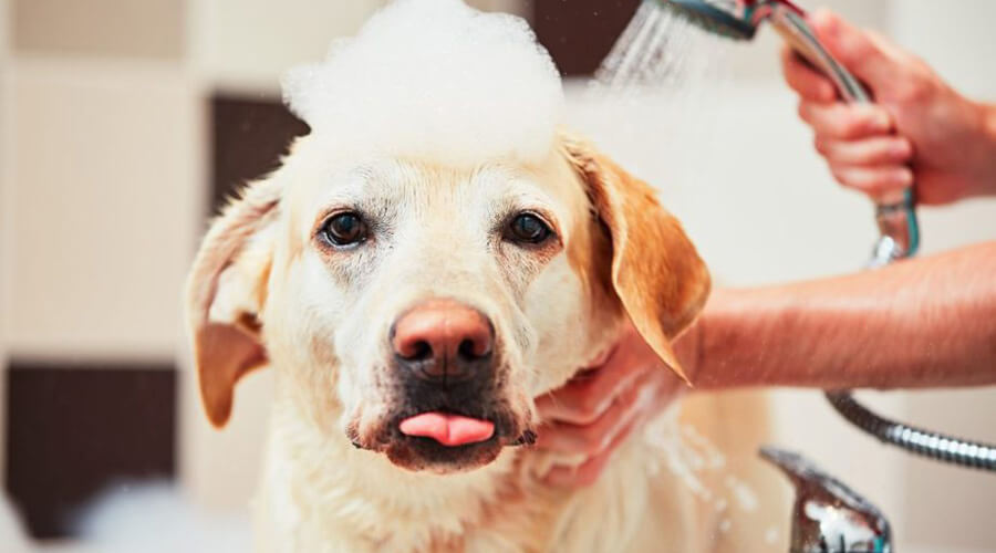 Get your pet groomed at home in Fort Lauderdale